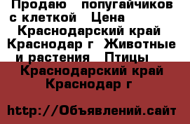 Продаю 2 попугайчиков с клеткой › Цена ­ 2 000 - Краснодарский край, Краснодар г. Животные и растения » Птицы   . Краснодарский край,Краснодар г.